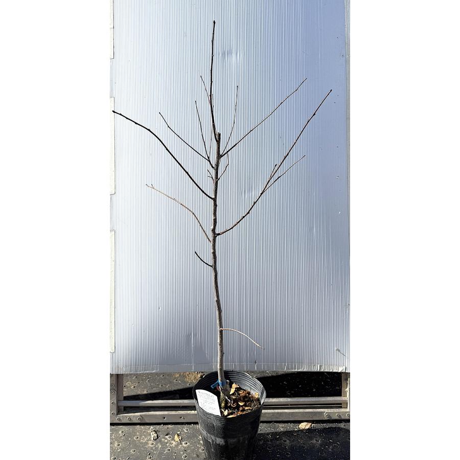 スーパー朝倉山椒 約1.1m 現品販売 強健品種 植木 苗木 大苗 トゲなし