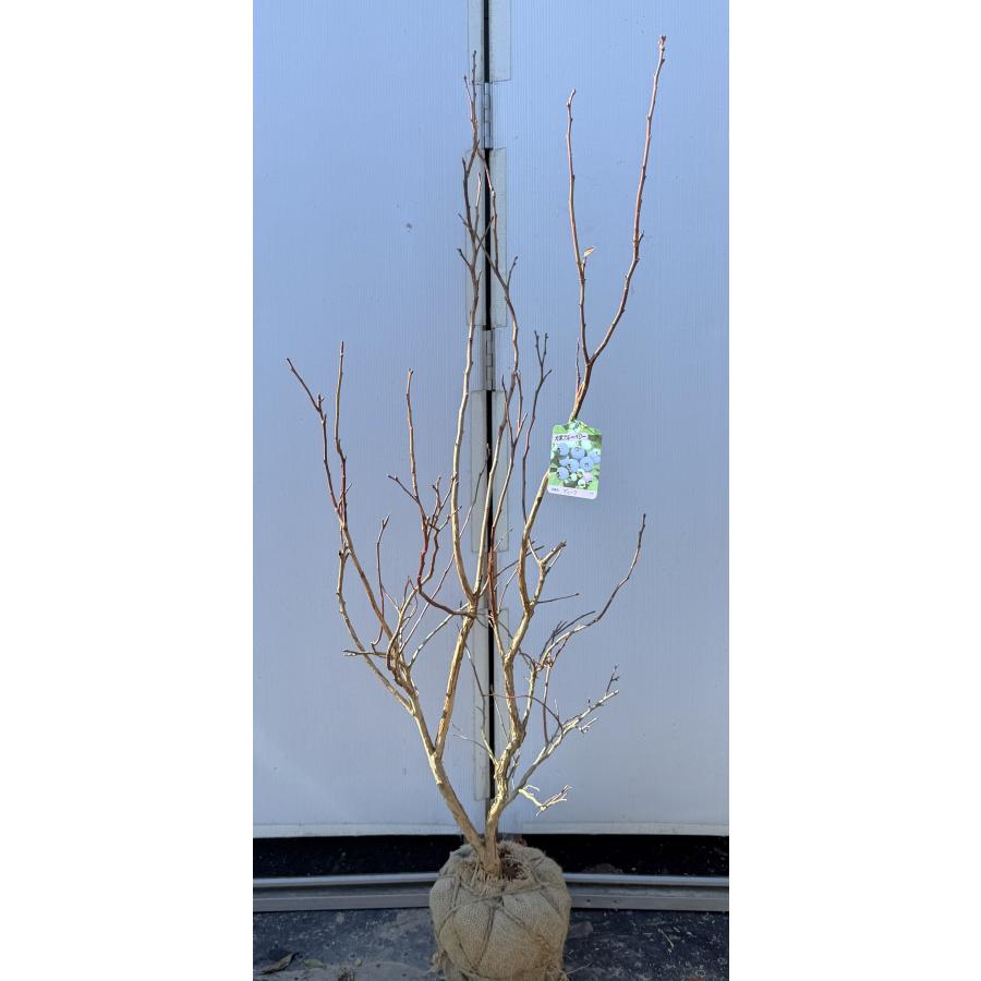 ブルーベリー デューク 約1.5m 現品発送 特大苗木 植木苗木大苗 ハイ