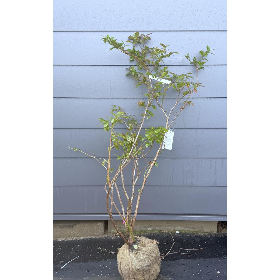 ブルーベリー チャンドラー 約1.4m 現品発送 特大苗木 植木苗木大苗 