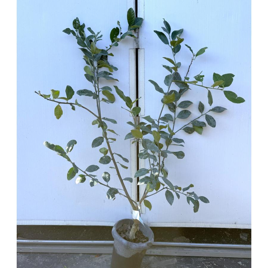 スイートレモン 約1.1m 現品発送 特大株 植木 苗木 大苗 スイート