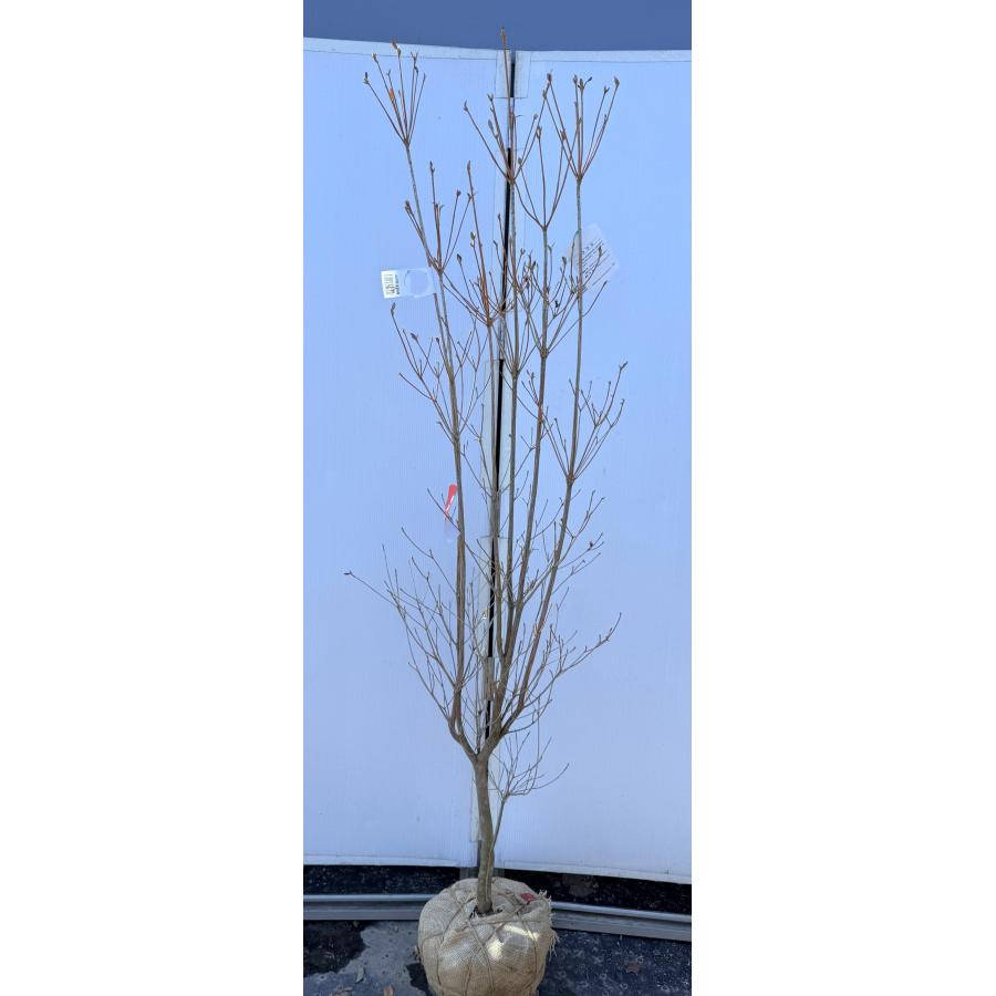 和田ミツバツツジ 約1.9m 現品発送 特大株 植木苗木大苗 紫花 ワダ