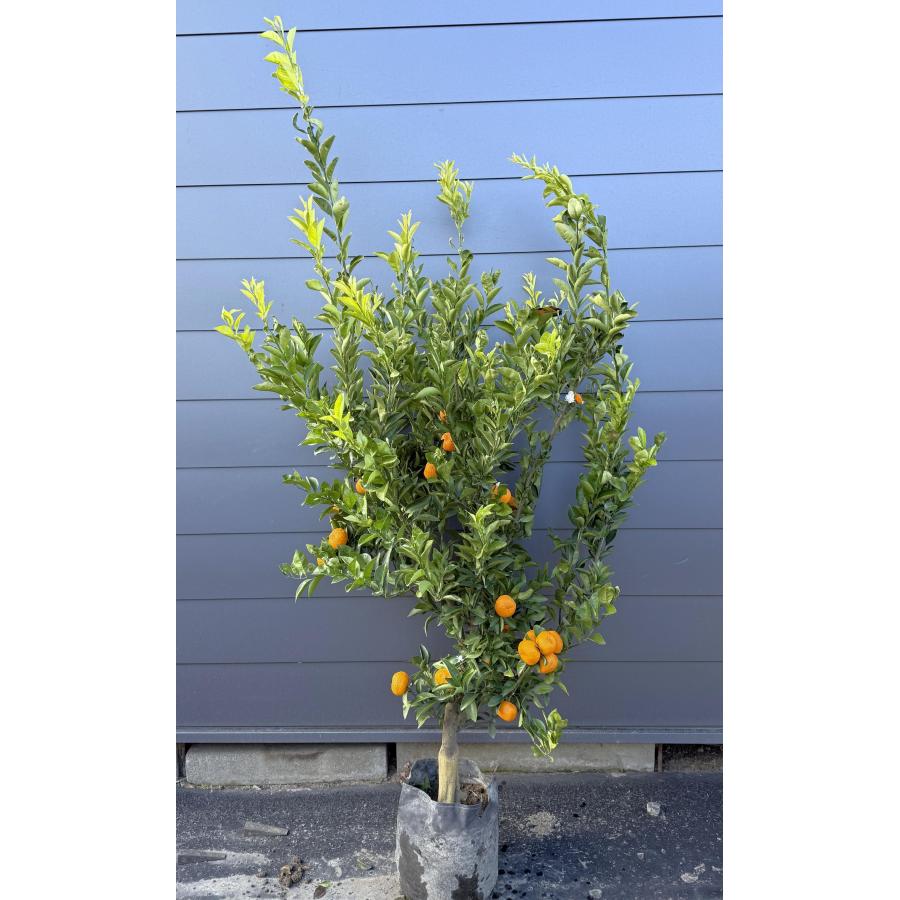種無しみかんの木 桜島小みかん 約1.9m 現品発送 特大株 植木 苗木