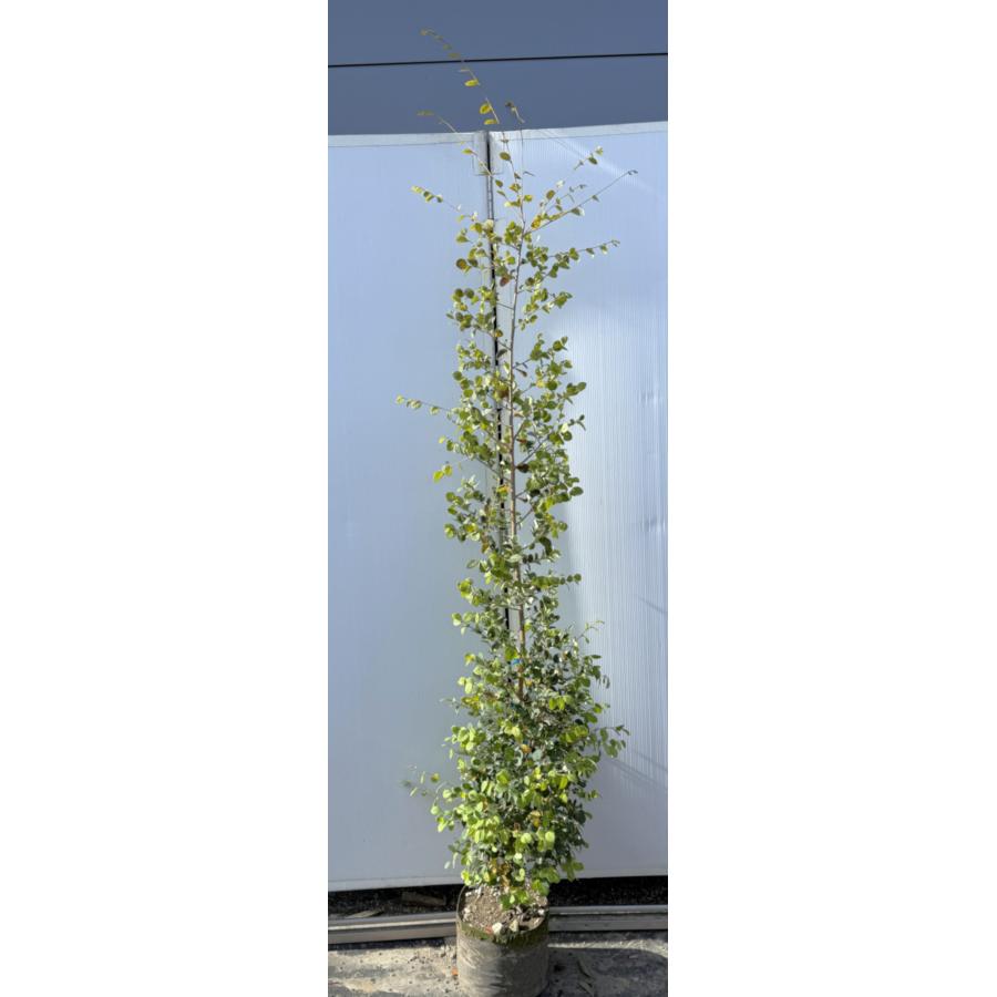 白花トキワマンサク 約2.1m 現品販売 青葉白花 特大株 植木 苗木 大苗