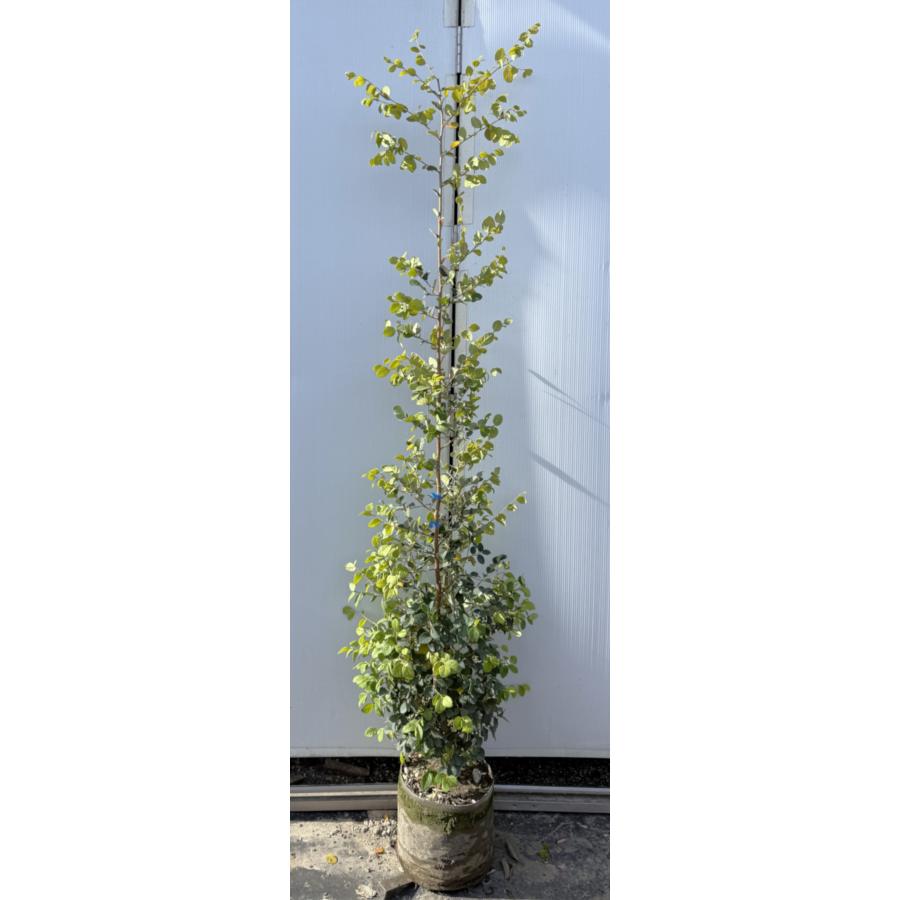 白花トキワマンサク 約1.9m 現品販売 青葉白花 特大株 植木 苗木 大苗