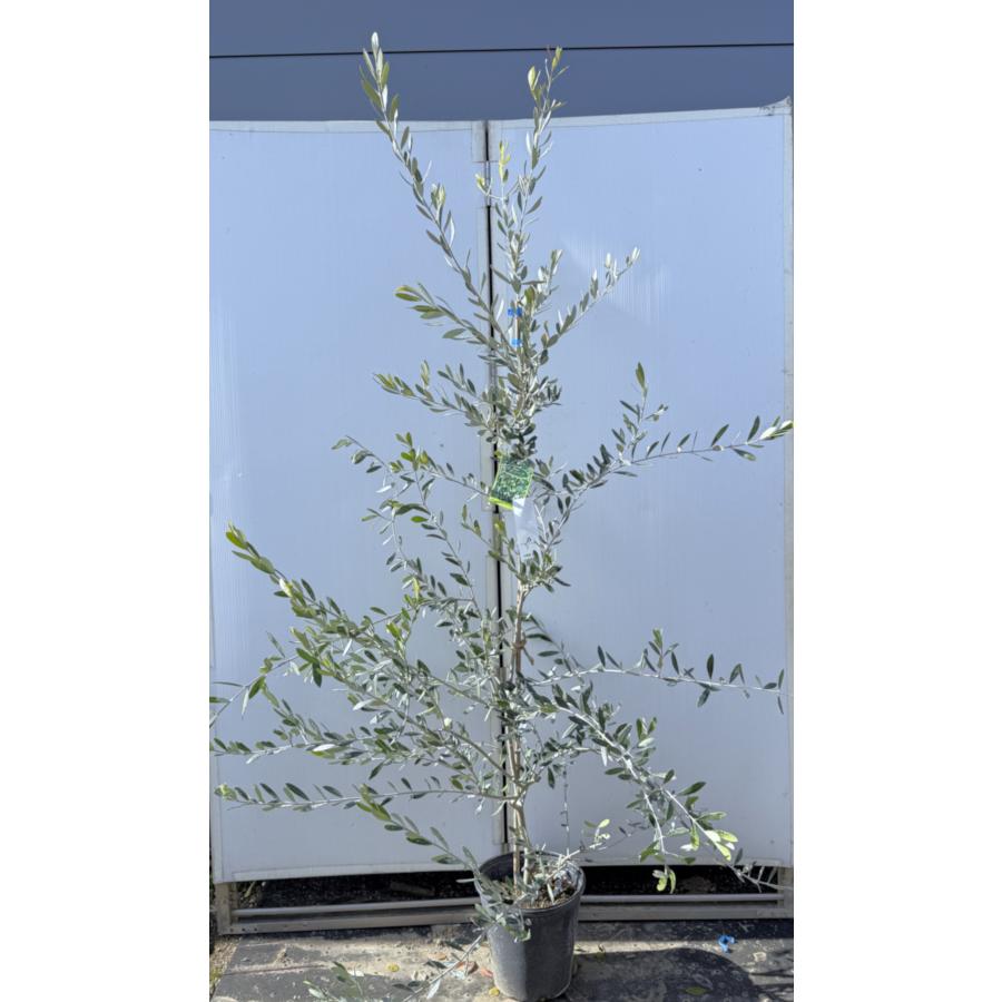 鉢植えオリーブの木 フラントイオ 約1.9m 現品発送 特大株 大株植木