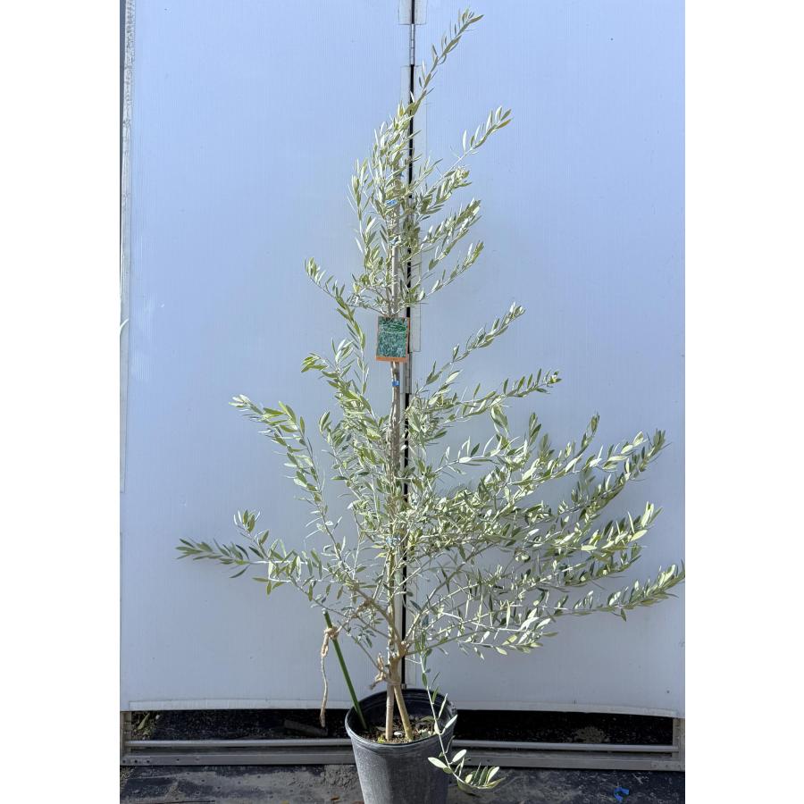 鉢植えオリーブの木 ミッション 約1.9m 現品発送 特大株 苗木苗木大苗