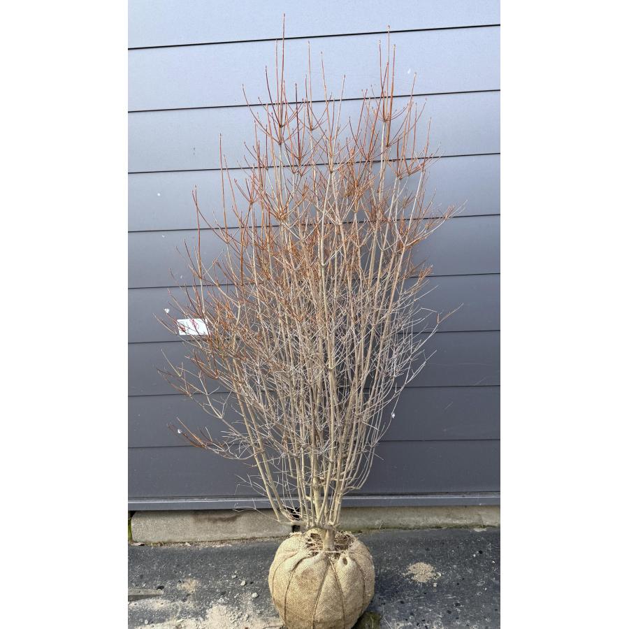 白花 ドウダンツツジ 株立ち 約1.7m 一点物 豪華株 特大株 植木 苗木