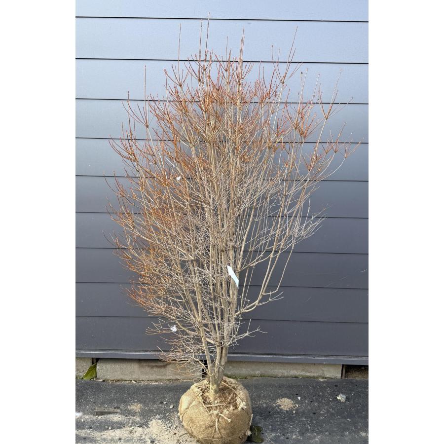 ドウダンツツジ　大株　【品番3500】 ドウダンツツジ 大株 【品番3500】 ドウダンツツジ 大株 【品番3500