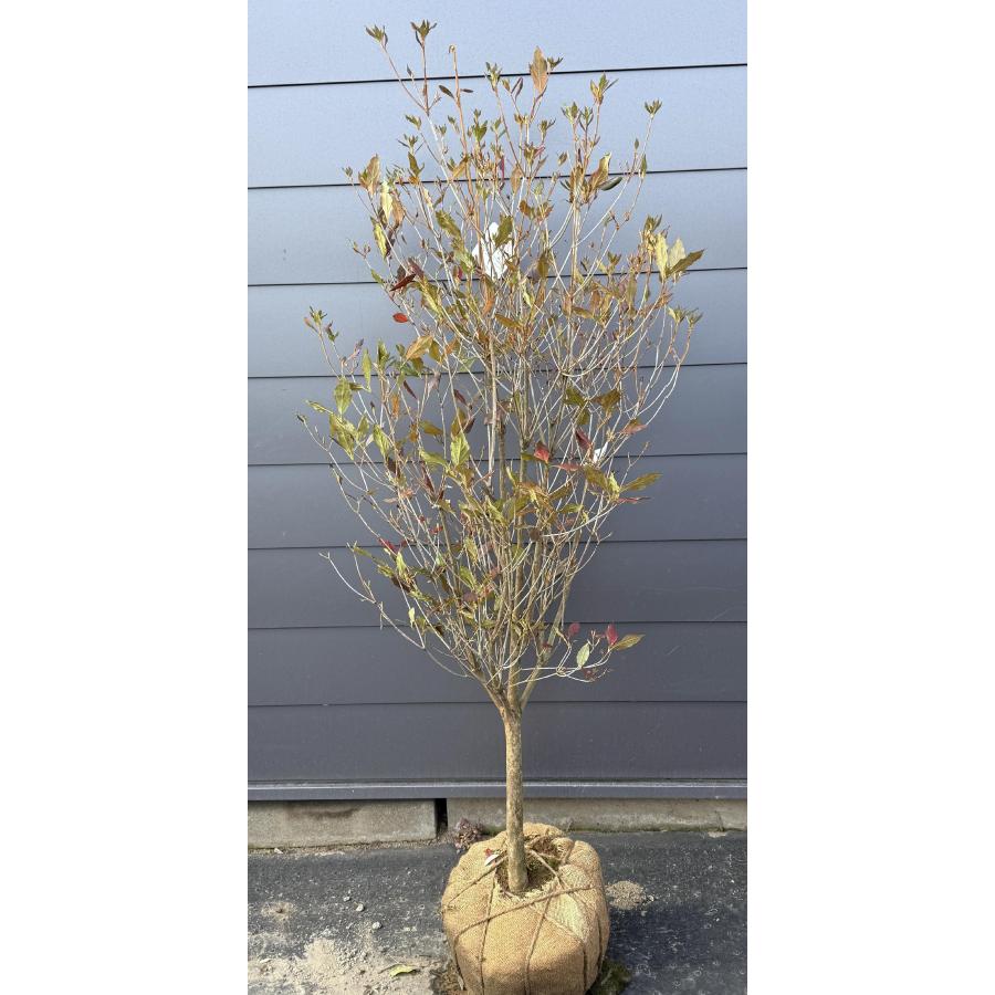 現品　ミツバツツジ　株立　特大苗　2.2mほど　山採り 和田ミツバツツジ 約1.7m 現品発送 特大株 植木苗木大苗 紫花 ワダ