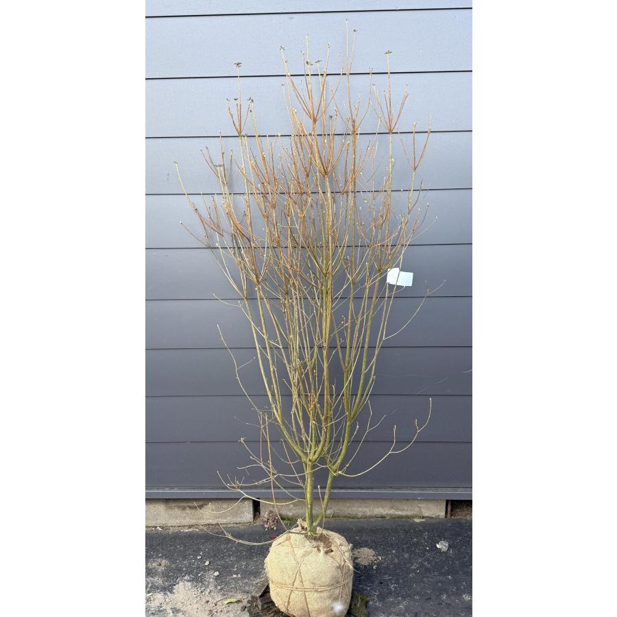 現品　ミツバツツジ　自然樹形　特大苗　2mほど　山採り　オススメ 現品 ミツバツツジ 自然樹形 特大苗 2mほど 山採り オススメ