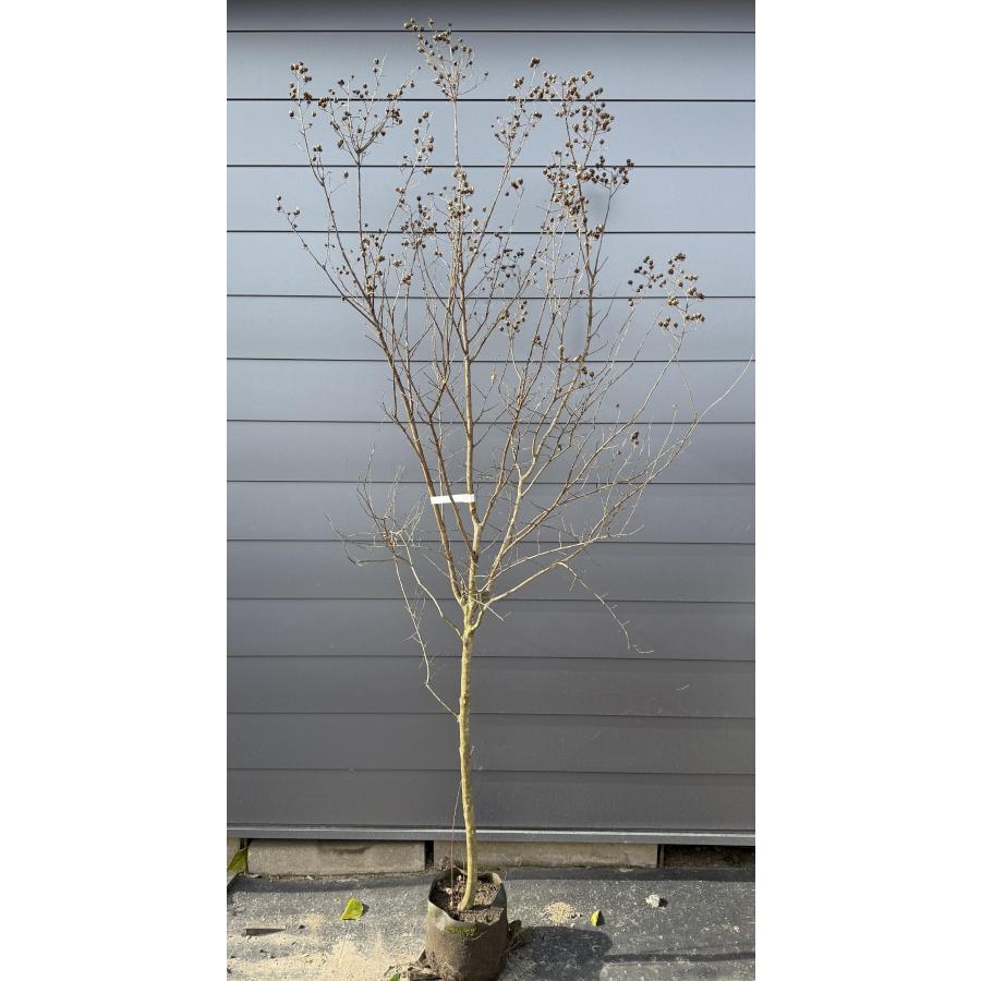 サルスベリの木 ピンク花 約2.5m 現品販売 超特大株 植木苗木 赤花