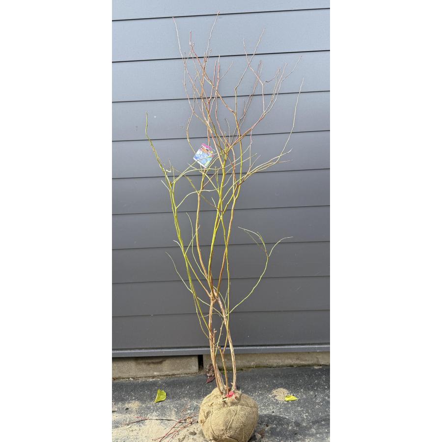 オニール 大苗 ブルーベリー ビックオニール 約1.7m 現品販売 特大株 植木 苗木 大苗