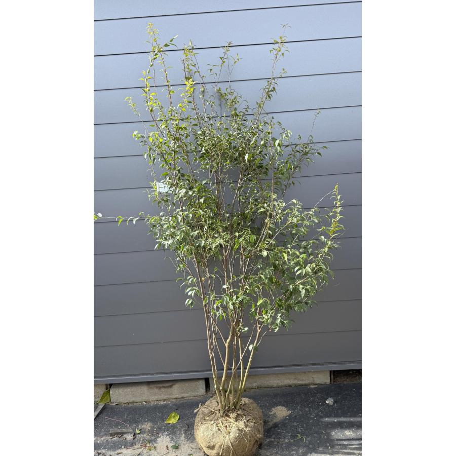 ハイノキ 6本株立ち 約2.1m 現品発送 豪華株 一点物 特大株 植木苗木