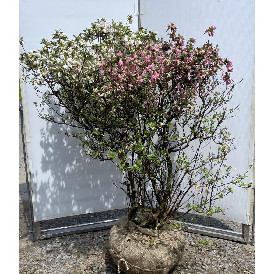 3色咲き久留米ツツジ 常夏 株立ち 約1.4m 現品発送 特大株 植木苗木