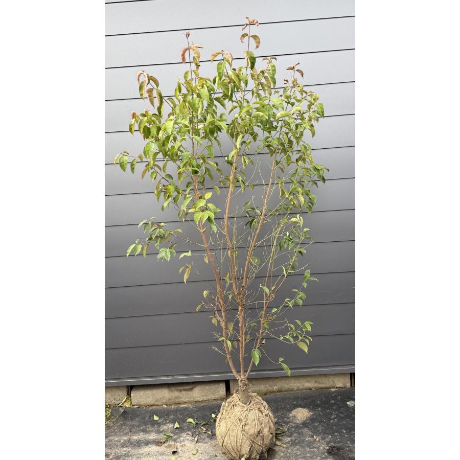 常緑ヤマボウシ 月光 株立ち 約2.1m 現品発送 特大株 植木 苗木 大苗