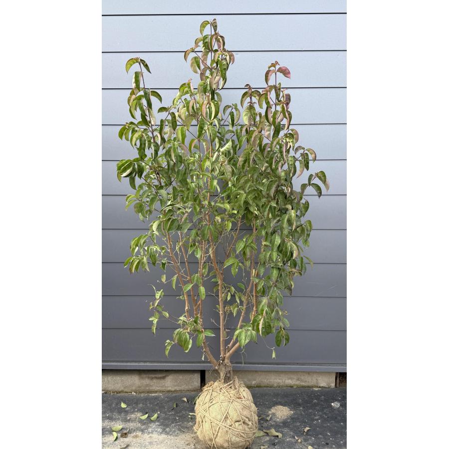 常緑ヤマボウシ 月光 5本株立ち 約1.9m 現品発送 豪華株 特大株 植木