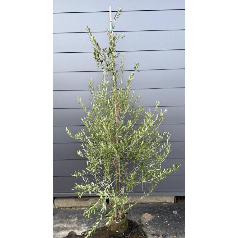 オリーブの木 ミッション 約2m 現品発送 特大株 大型苗木大苗