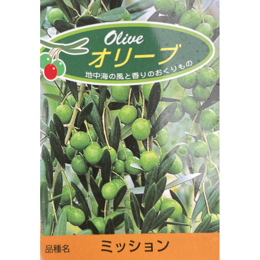 オリーブの木 ミッション 約2m 現品発送 特大株 大型苗木大苗