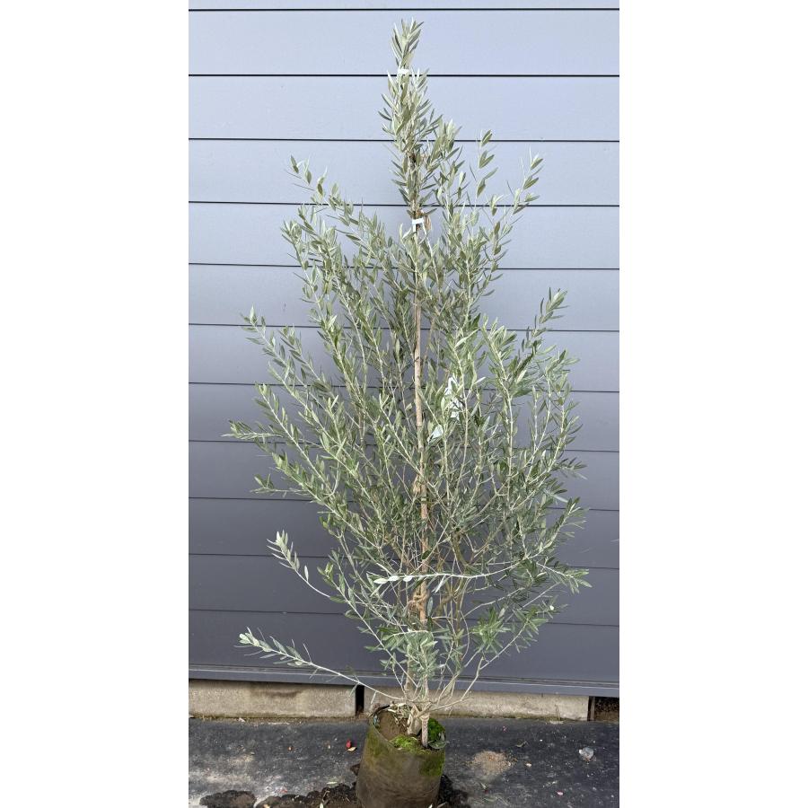オリーブの木 モライオロ 約2.1m 現品発送 特大株 植木苗木大苗 希少