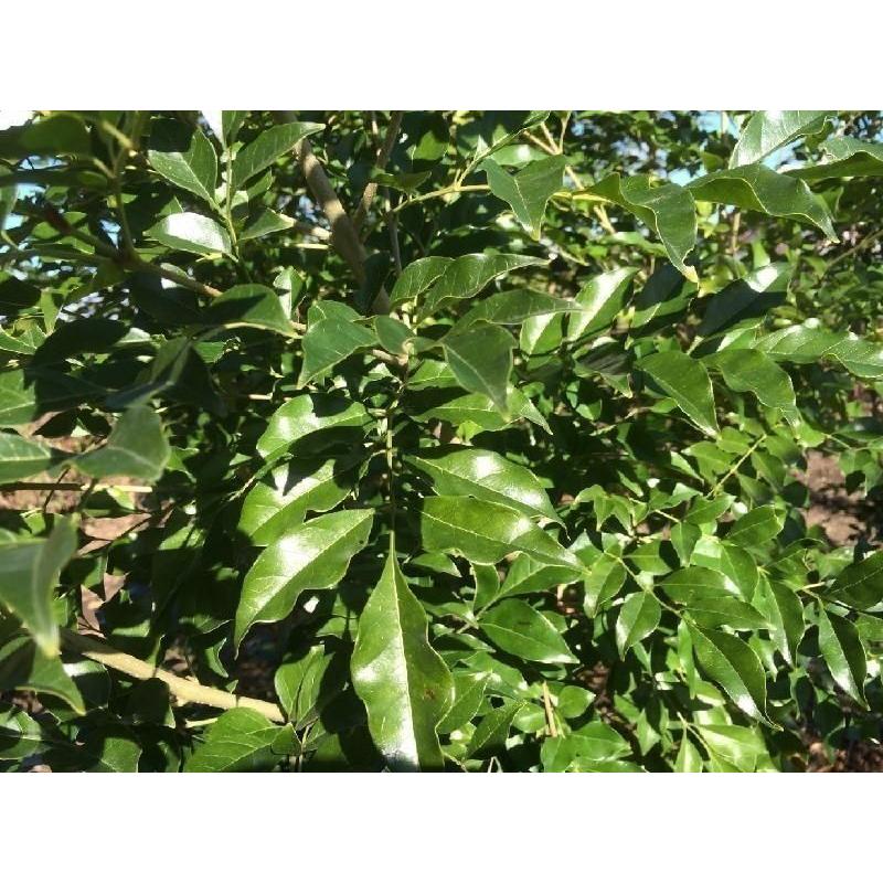 シマトネリコ ６本株立ち 約1.6m 現品発送 豪華株 特大株 植木 苗木 大苗 シンボルツリー 常緑樹 送料無料の画像