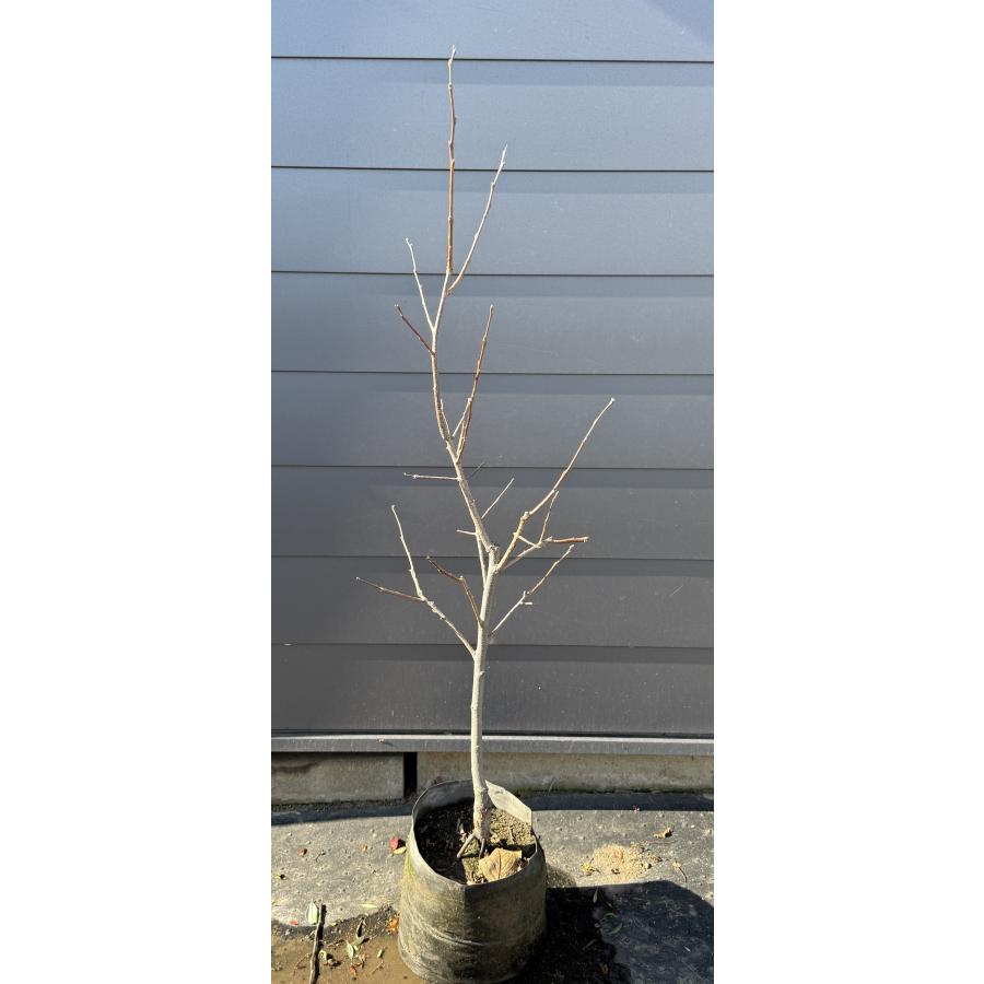 富有柿の木 約1.5m 現品発送 特大株 植木苗木大苗 ジャンボ甘柿 大実 