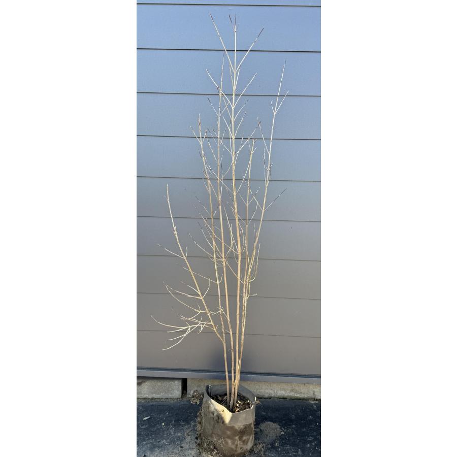 ヤマボウシ/大株立ち【現品発送】管理70943 ヤマボウシ 5本株立ち 約1.8m 現品発送 特大株 美樹形株 植木苗木大苗