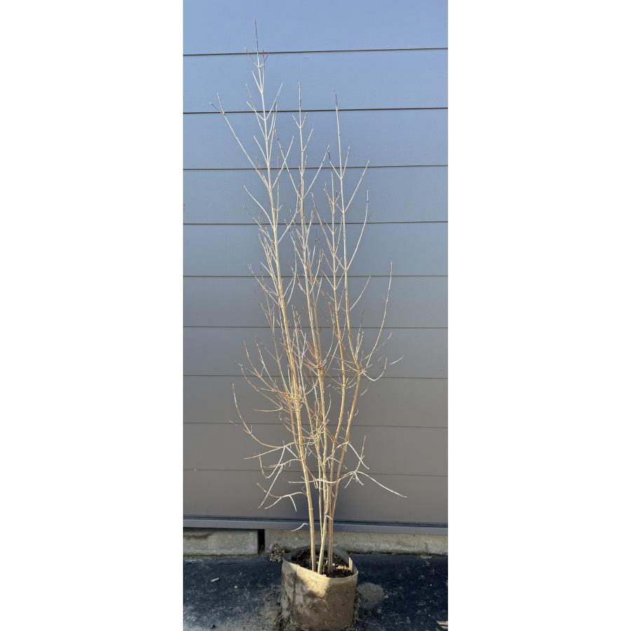 ヤマボウシ 6本株立ち 約1.9m 現品発送 特大株 植木 苗木 大苗 山法師