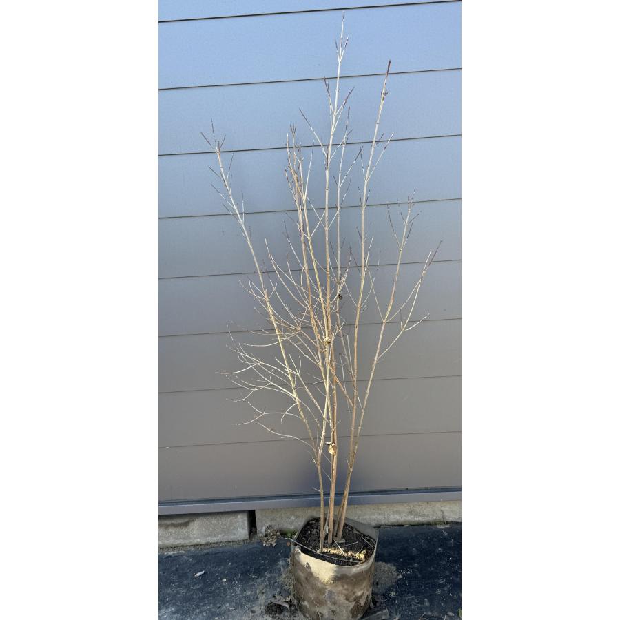 ヤマボウシ/大株立ち【現品発送】管理 ヤマボウシ 6本株立ち 約1.6m 現品発送 特大株 美樹形株 植木苗木大苗