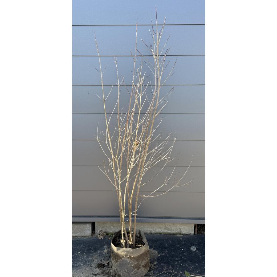 ヤマボウシ/大株立ち【現品発送】管理70910 ヤマボウシ/大株立ち【現品発送】管理70910 ヤマボウシ/大株立ち【現品