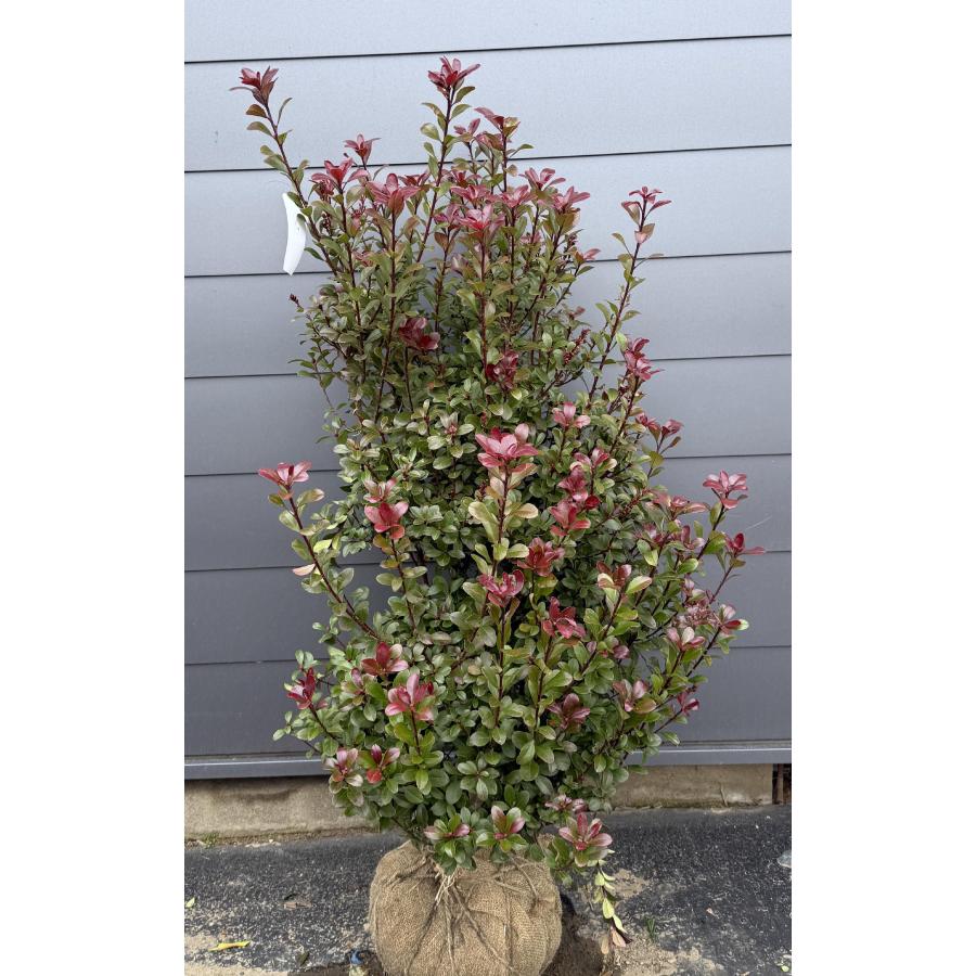 姫シャリンバイ 約1.5m 現品発送 植木苗木大株大苗 シンボルツリー