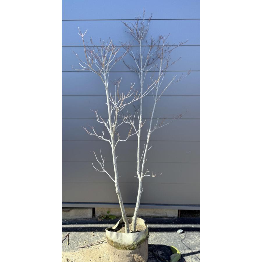 白花ハナミズキ 株立ち 約1.8m 現品発送 特大株 植木苗木大苗