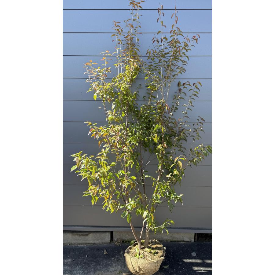 常緑エゴノキ 株立ち 約2.1m 現品発送 特大株 植木苗木 トキワエゴ