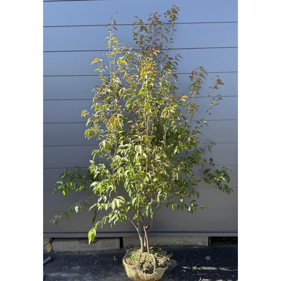 常緑エゴノキ 株立ち 約2m 現品発送 特大株 植木苗木 トキワエゴ エゴ