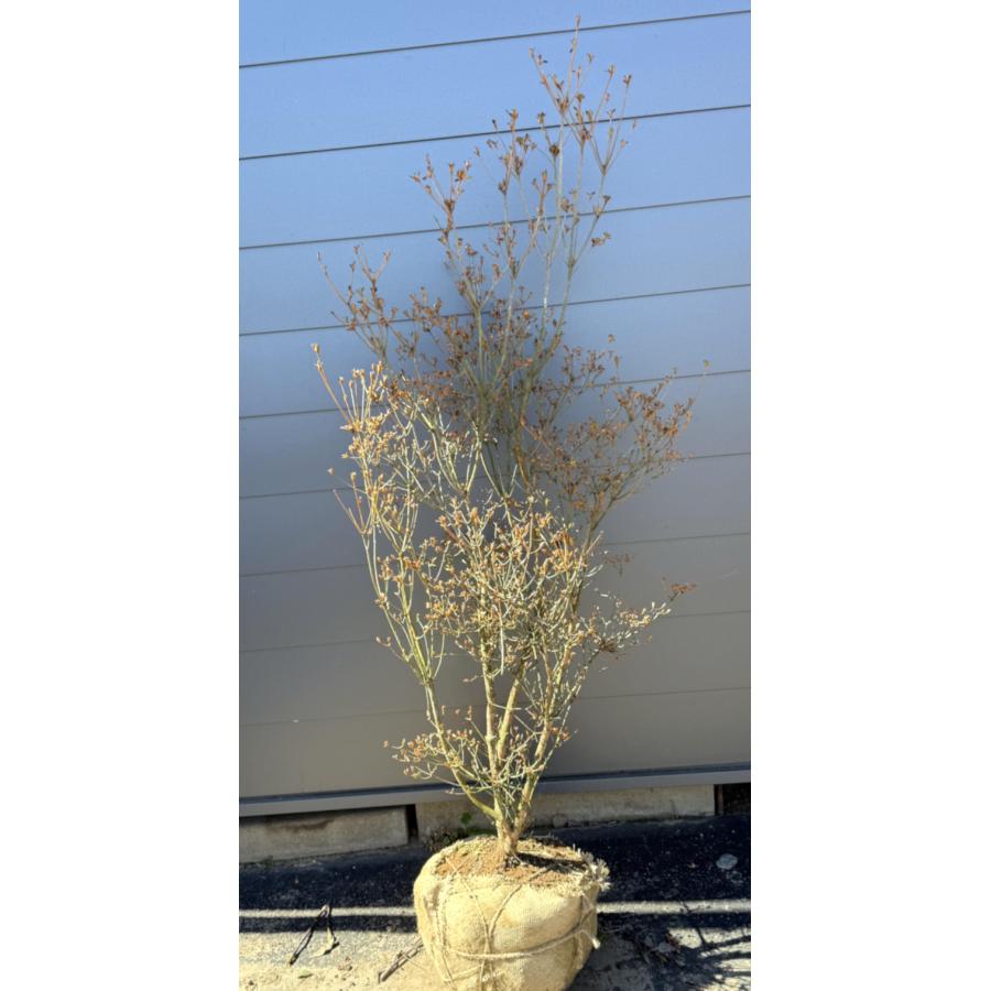 山ツツジ 株立ち 約1.8m 現品発送 美樹形株 特大株 大苗 植木 苗木