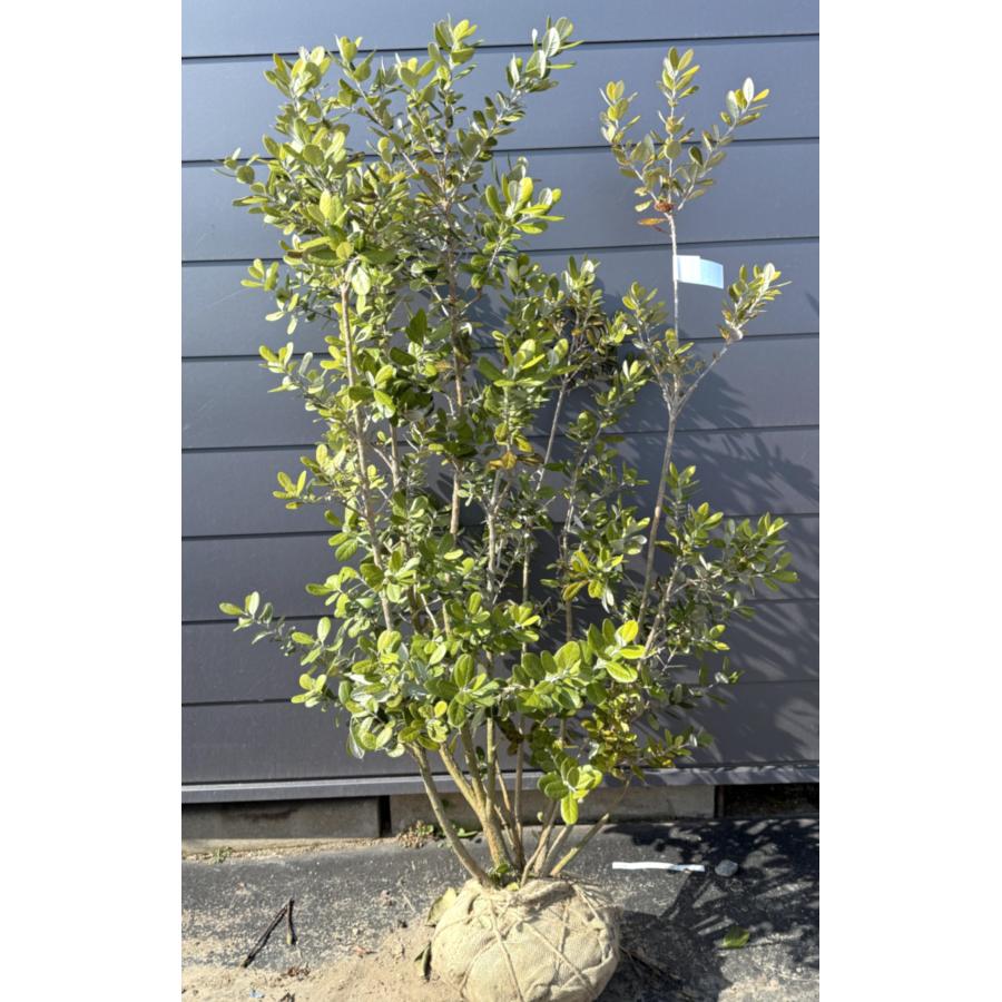 フェイジョア 5本株立ち 約1.7m 現品発送 植木 苗木 大苗 常緑樹