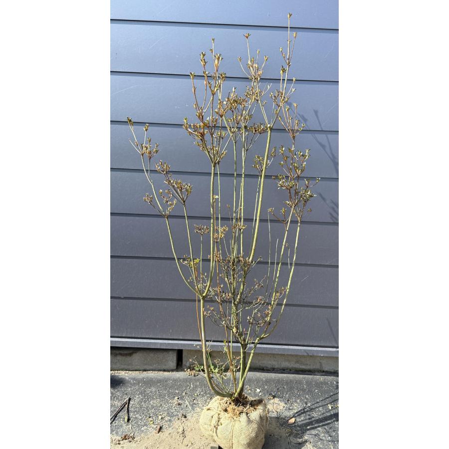 山ツツジ 株立ち 約1.5m 現品発送 美樹形株 特大株 大苗 植木 苗木