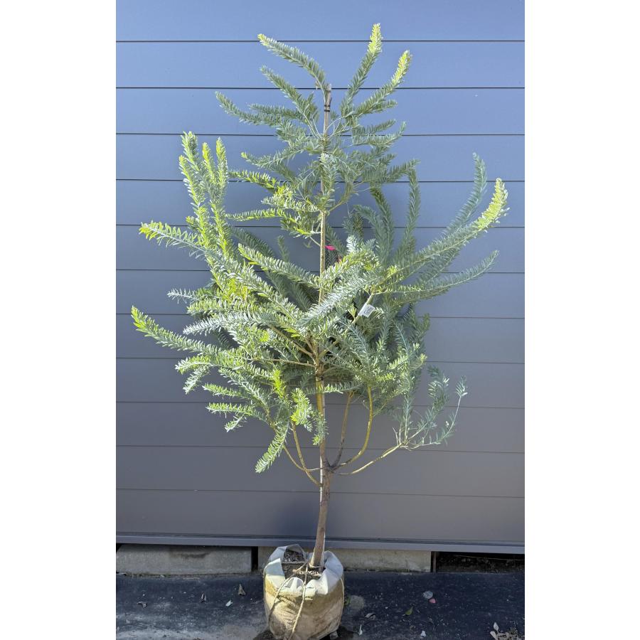 コベニーアカシア ブルーブッシュ 約2.2m 現品発送 特大株 植木苗木