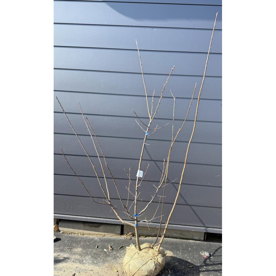 ジューンベリー 株立ち 約1.9m 現品発送 特大株 植木 苗木 大苗