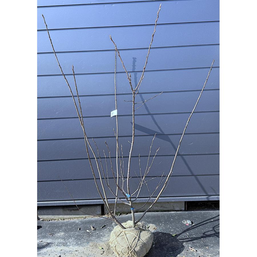 苗木・植木 実つき良し。ジューンベリー大株立ち1.8M(鉢底から)品番