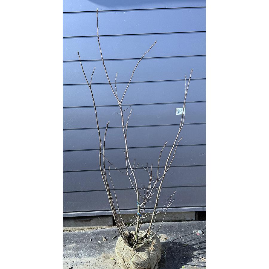 ジューンベリー 5本株立ち 約1.8m 現品発送 美樹形株 特大植木苗木