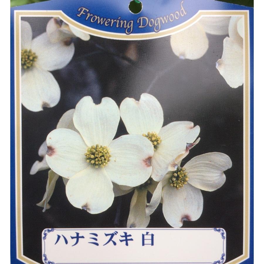 大輪白花ハナミズキ クラウドナイン 約2.5m 現品販売 超特大株