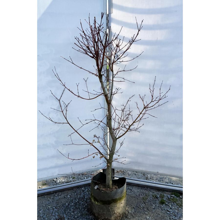 コハウチワカエデ 苗木 約1.4m 現品販売 小羽団扇楓 植木 苗木 大苗