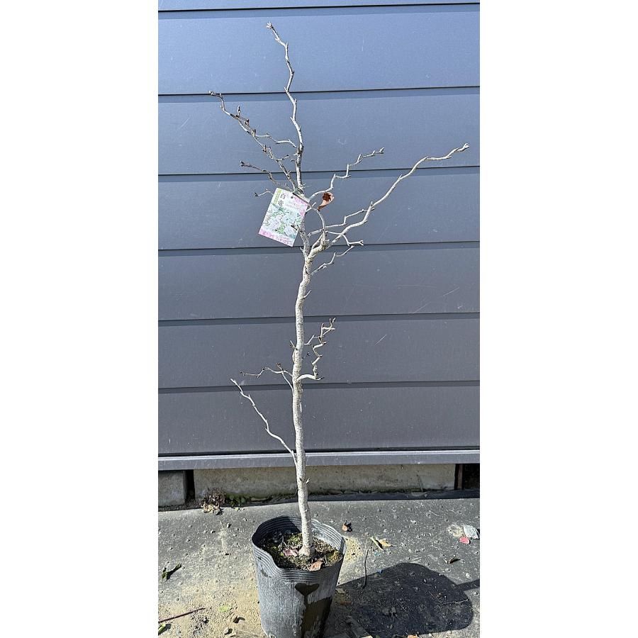 雲竜大島桜 白竜 約1.3m 現品発送 植木 苗木 大苗 白花の桜 希少な