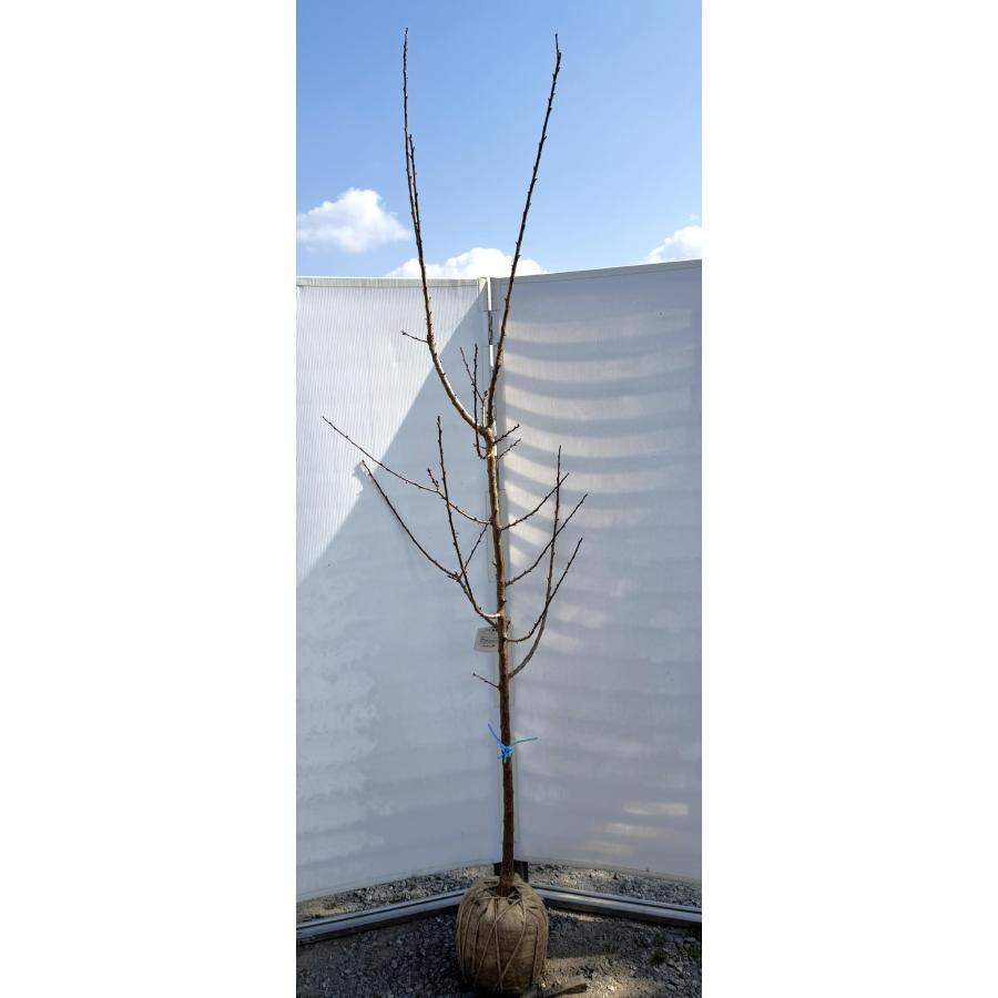 豊後梅の木 約2.5m 現品発送 超特大株 ぶんご梅 植木 苗木 大苗 大実