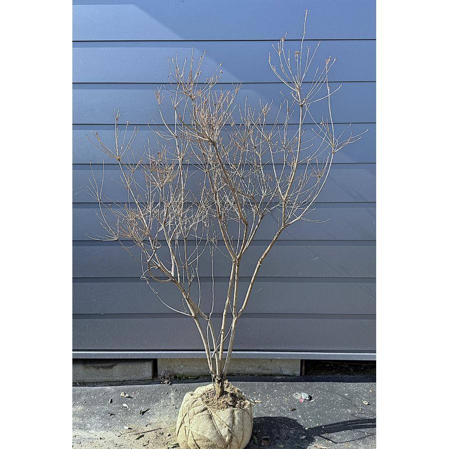 四季咲き紅ドウダンツツジ 株立ち 約1.7m 現品発送 特大株 植木 苗木
