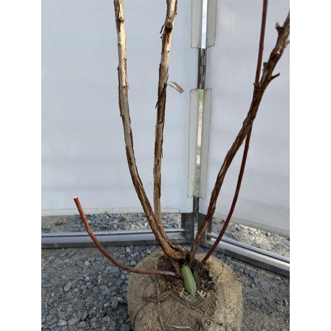 ブルーベリー マグノリア 株立ち 約2m 現品販売 特大株 植木 苗木