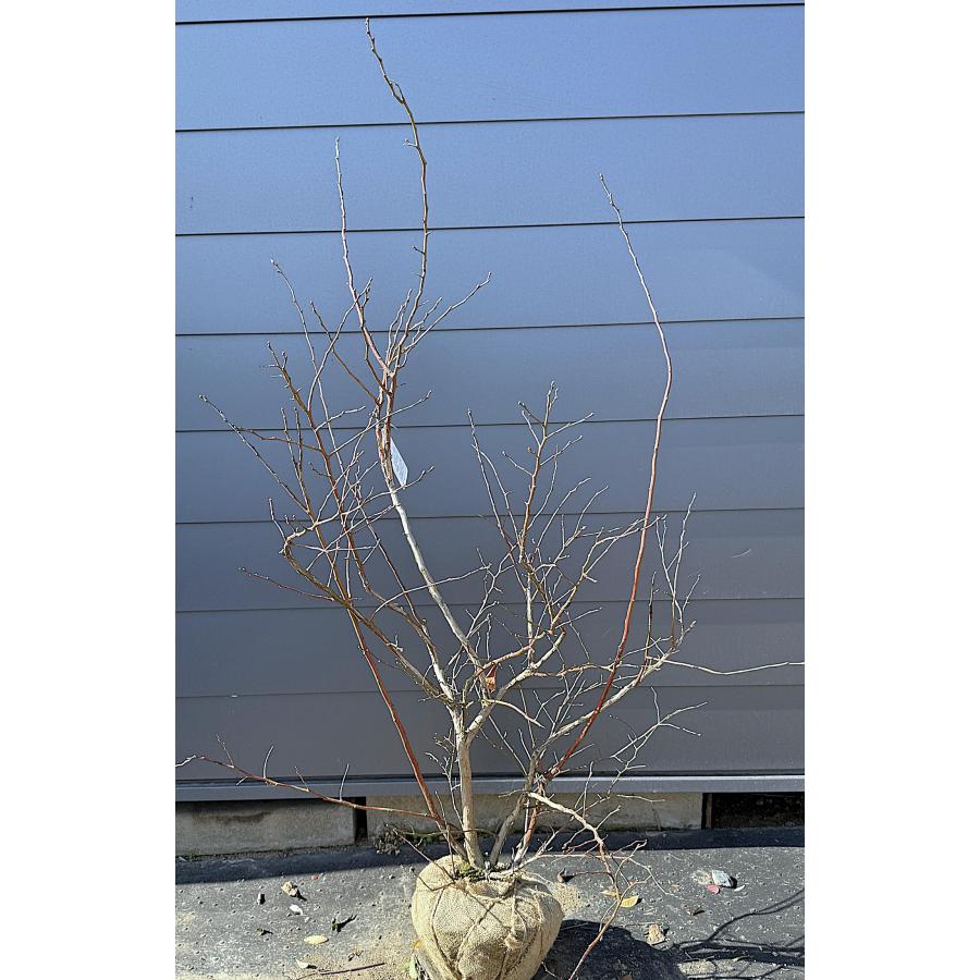 ブルーベリー大苗 ブルーベリー コロンブス 株立ち 約1.6m 特大株 植木 苗木 大苗