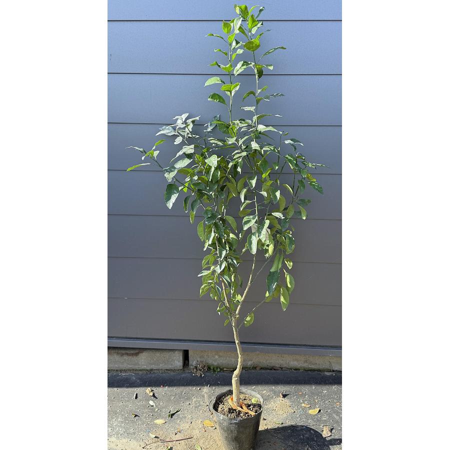 みかんの木 不知火 約1.5m 現品販売 特大株 シラヌイ 植木苗木 蜜柑の