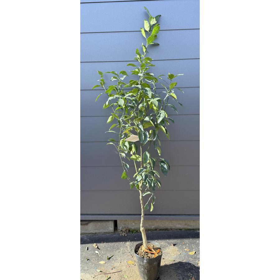 みかんの木 不知火 約1.6m 現品販売 特大株 シラヌイ 植木苗木 蜜柑の