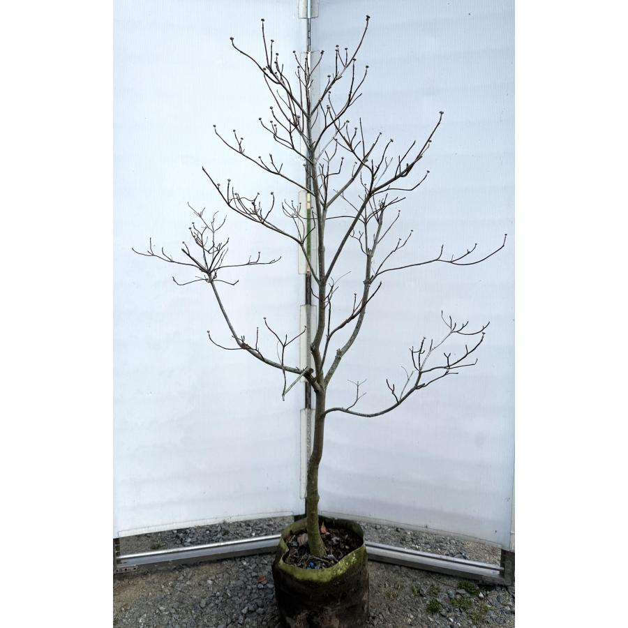 白花ハナミズキ 約1.7m 現品発送 超特大株 植木苗木大苗 花水木